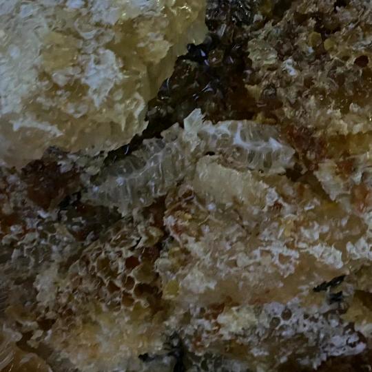 街头长大的小胖猪