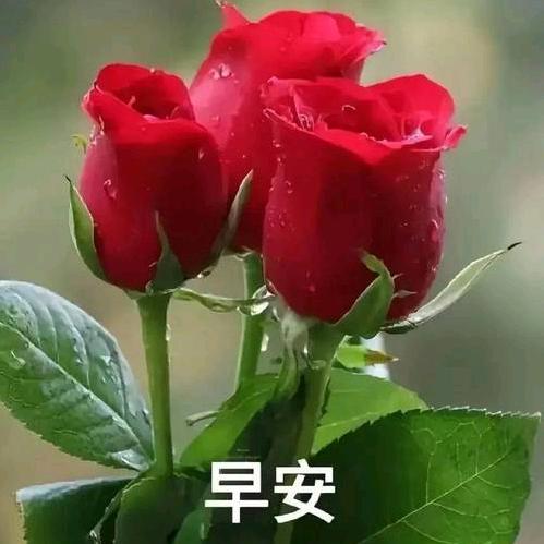 人生无悔
