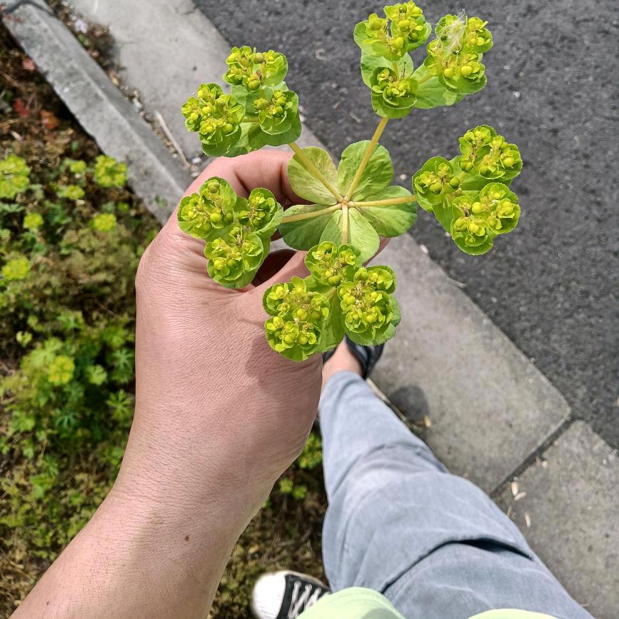 🍓有烦恼