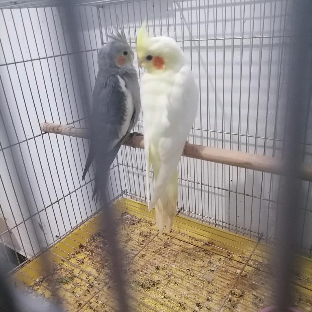 玄凤鸟