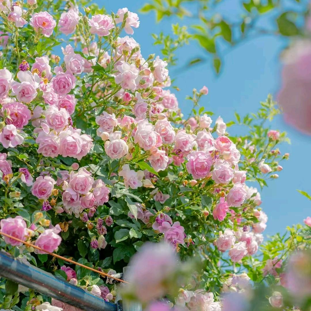 梅花香🎤晚上9：30开播