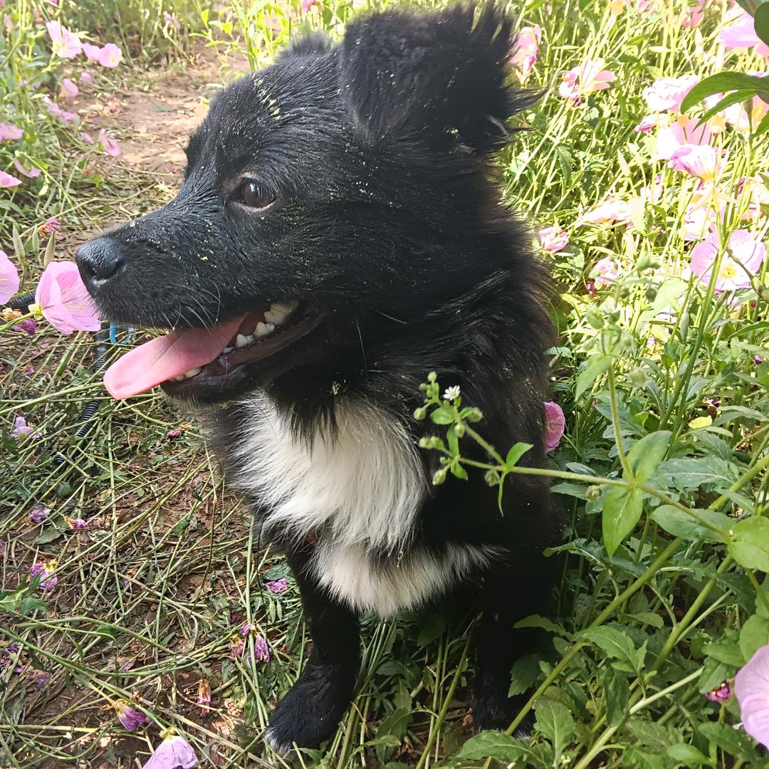 心入石冢，身化万莲！