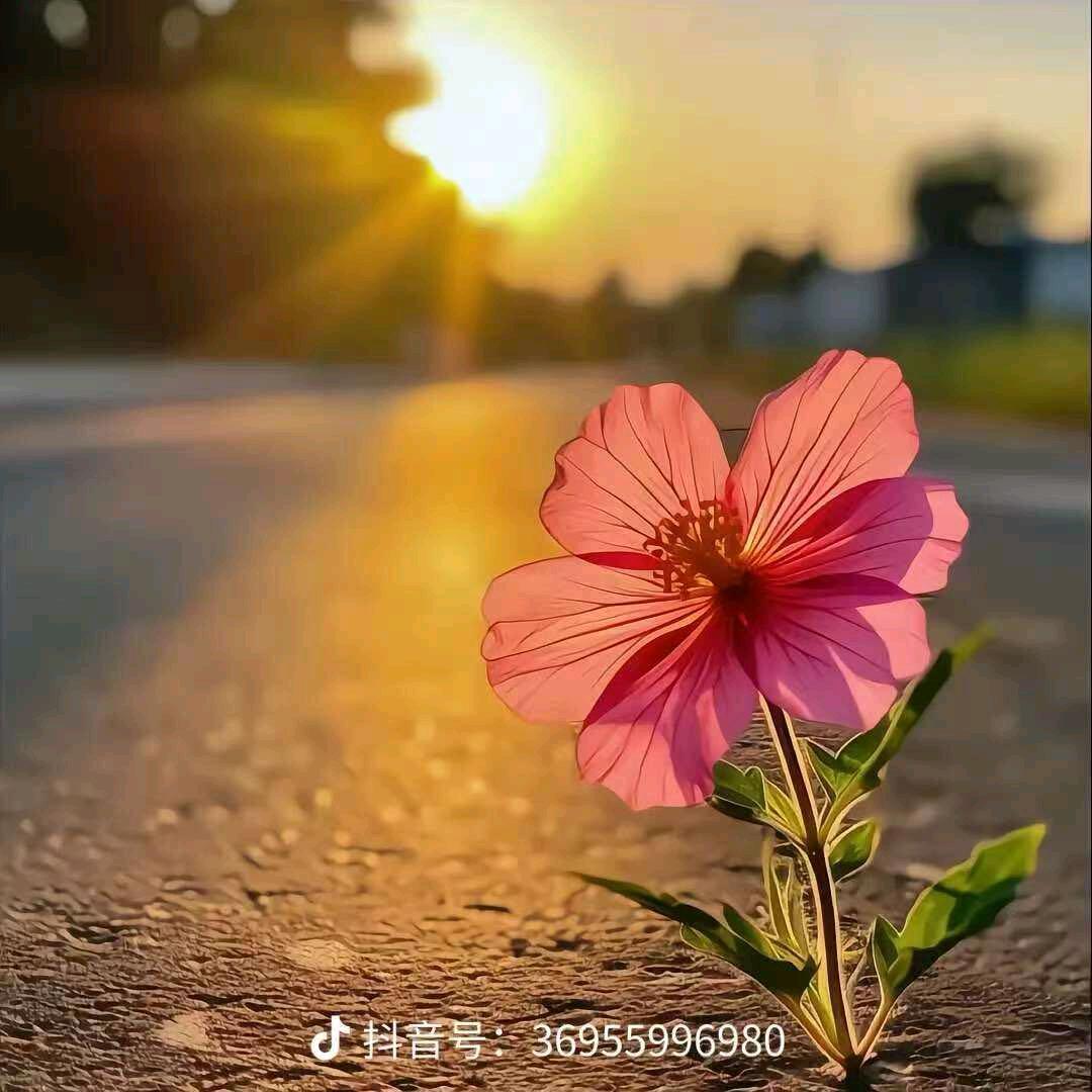 ☀️🌷