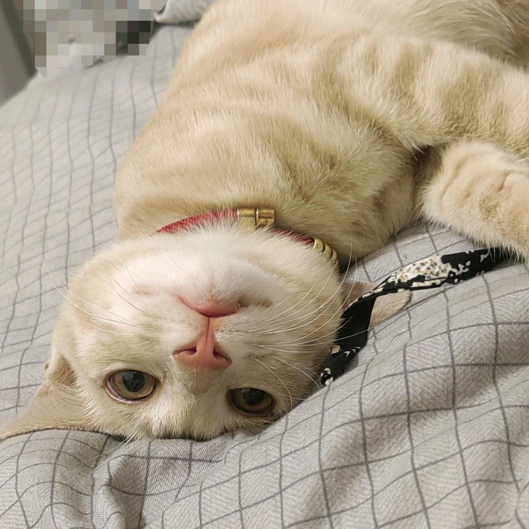 qiaomu