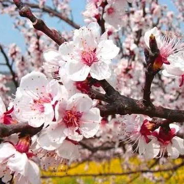 最初的梦想（禾田农场）