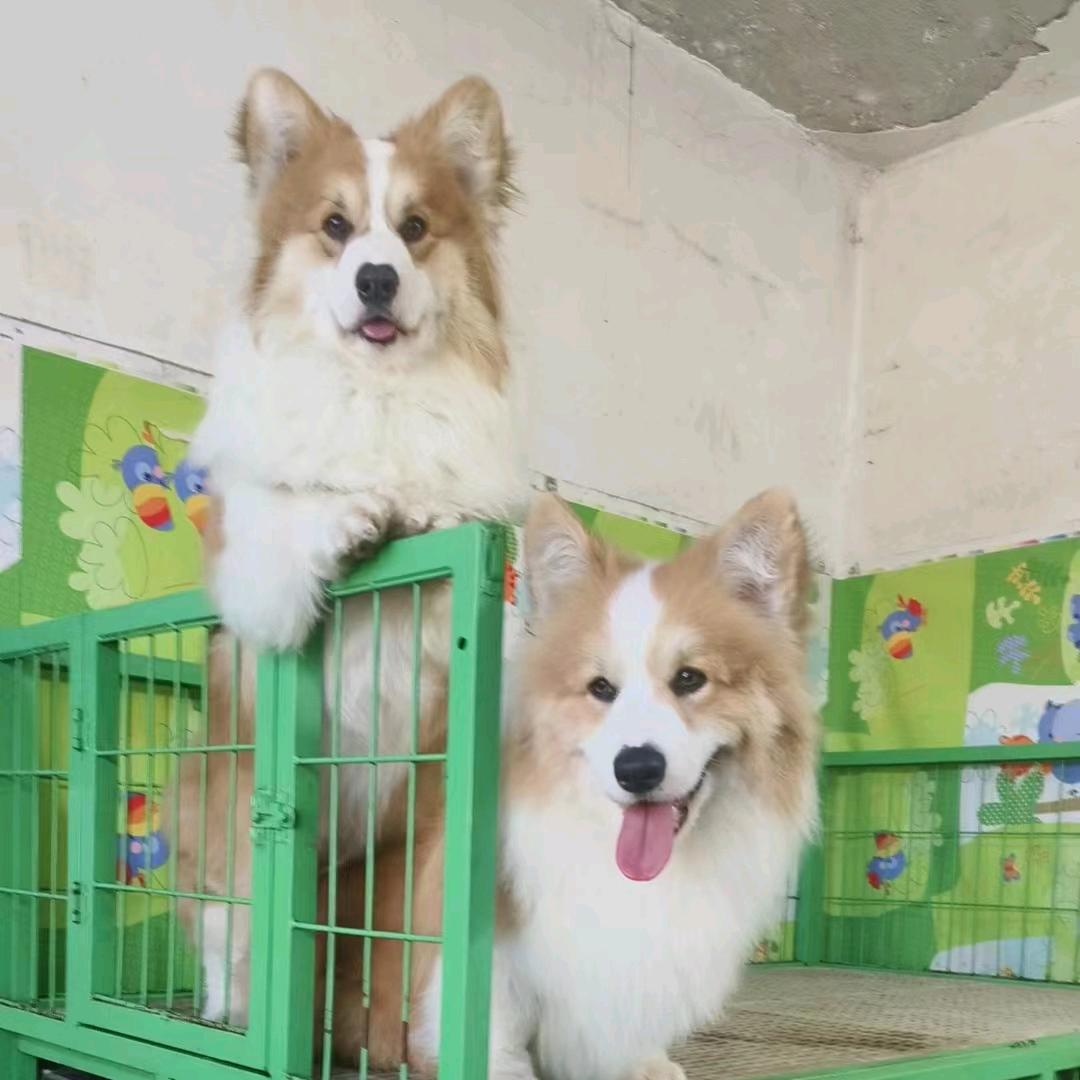 超哥萌宠柯基犬俱乐部