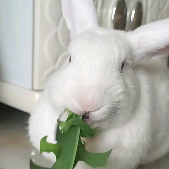 骗子太多，傻瓜明显不够用