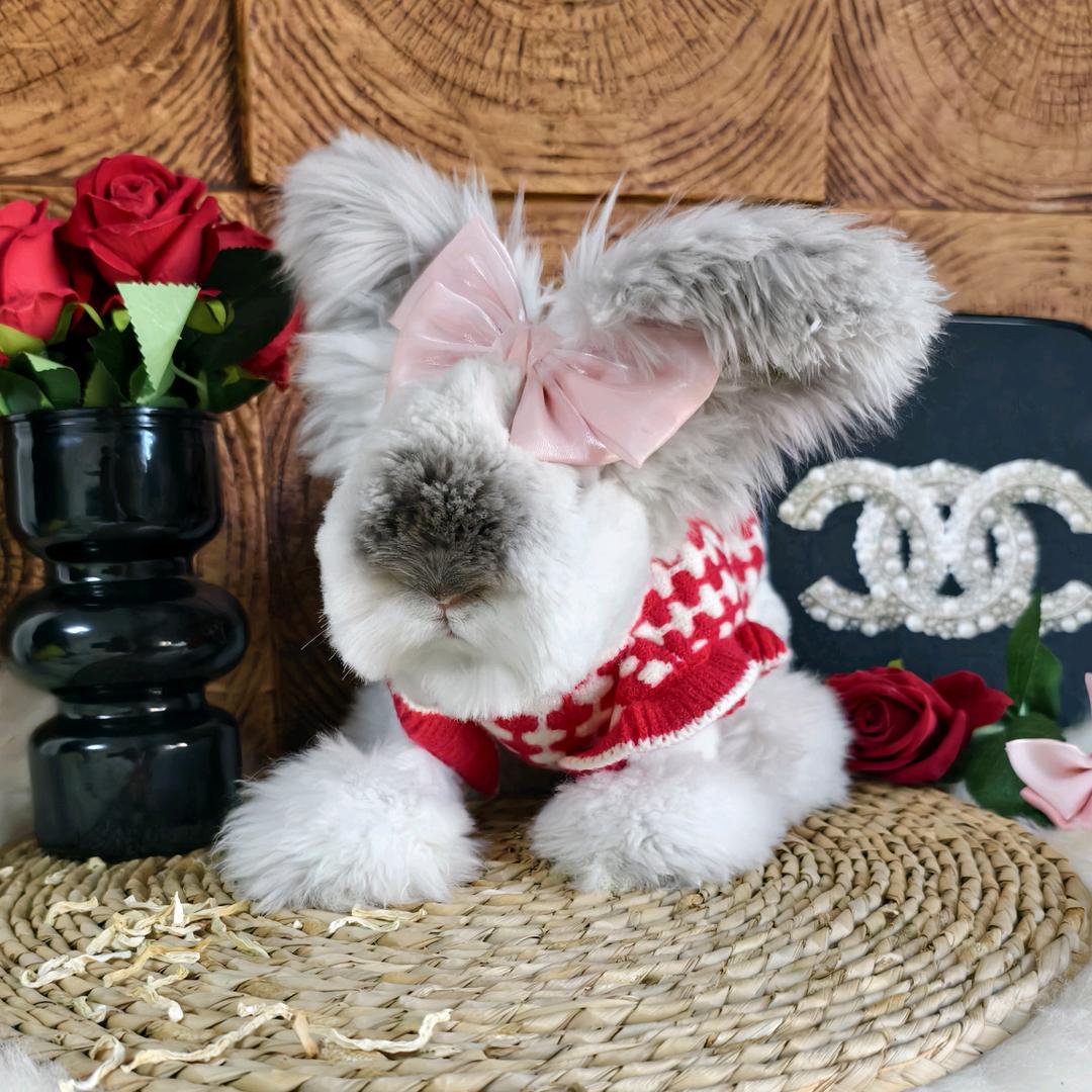 金豆家的安哥拉兔