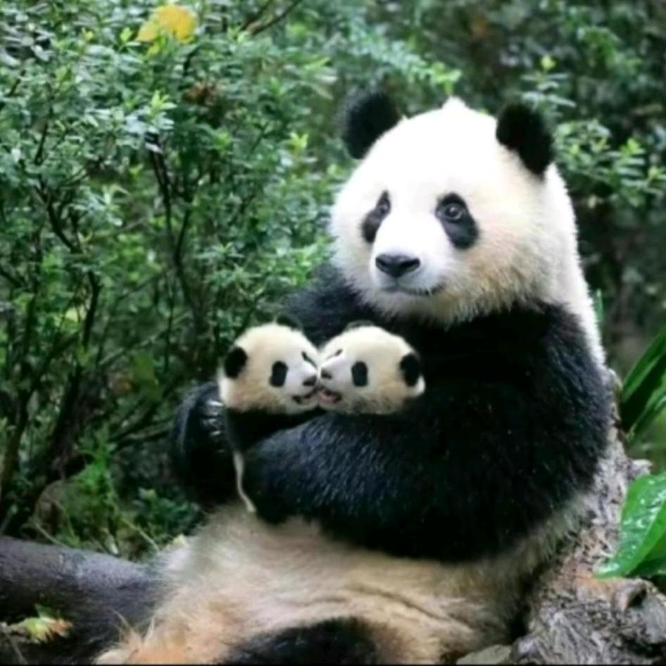 熊猫三岁
