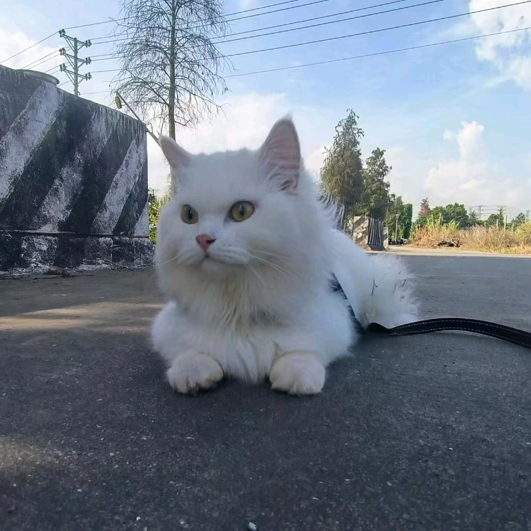 看海的猫