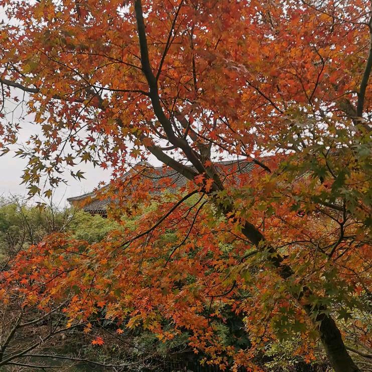 大龄工摘茶叶.摘枸杞.摘金针花.