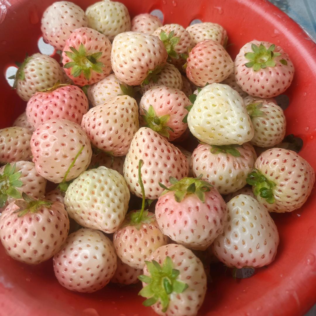 🍓🍓🍓