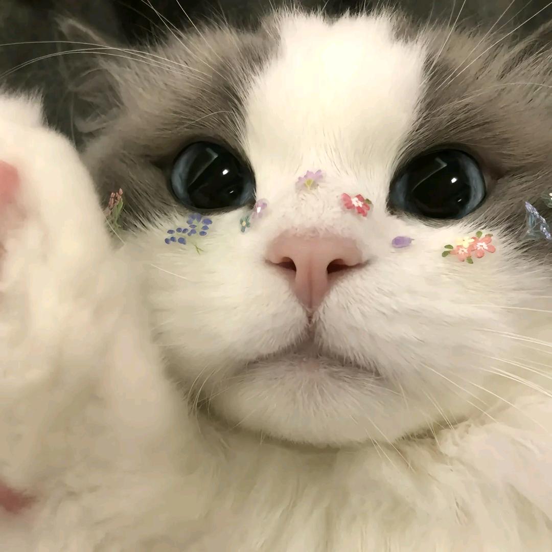 花系雪