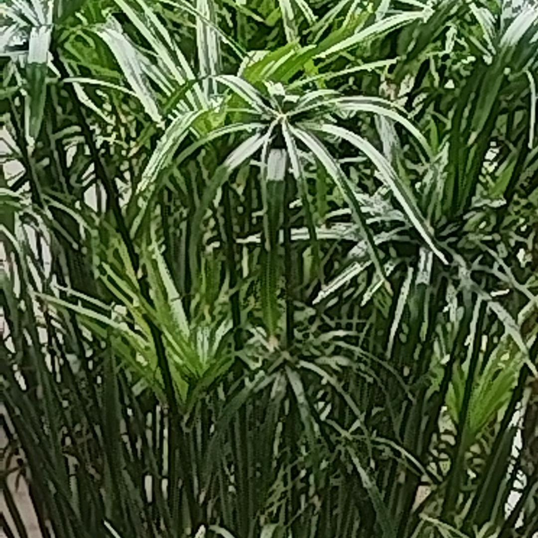 诚善忠良