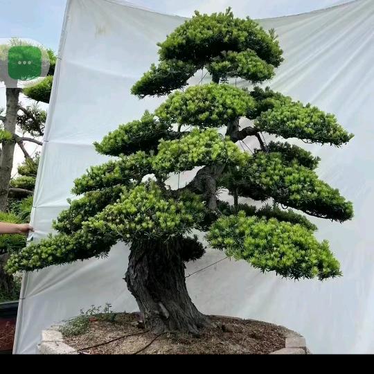 朱天赐