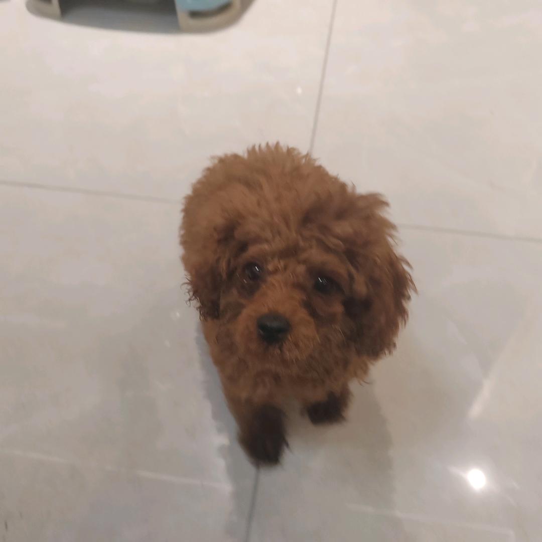 如果可以......