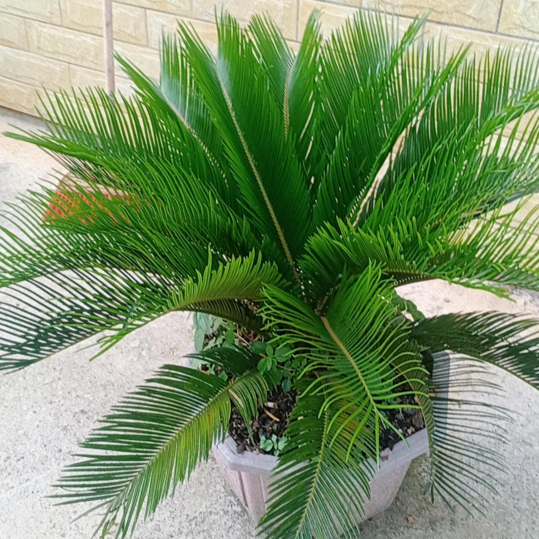 葵哥绿色农产品售销