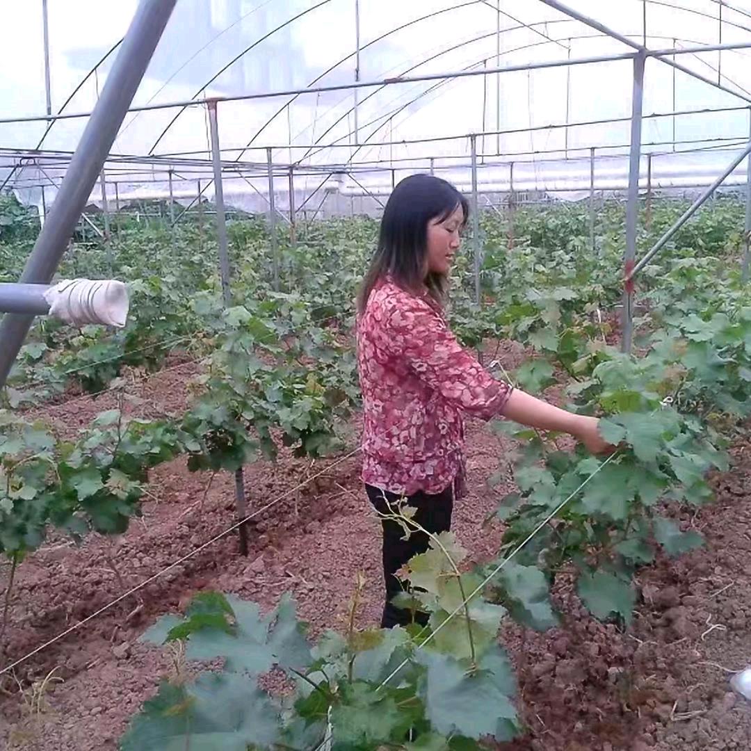 凉山阿美