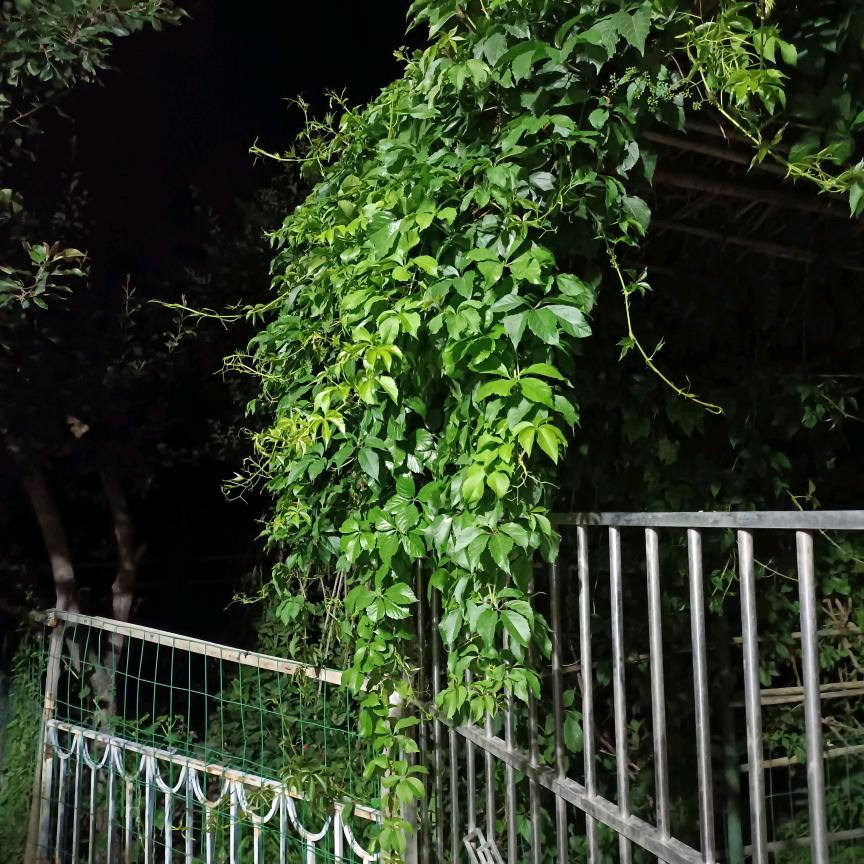 为一个黑夜的流浪天堂