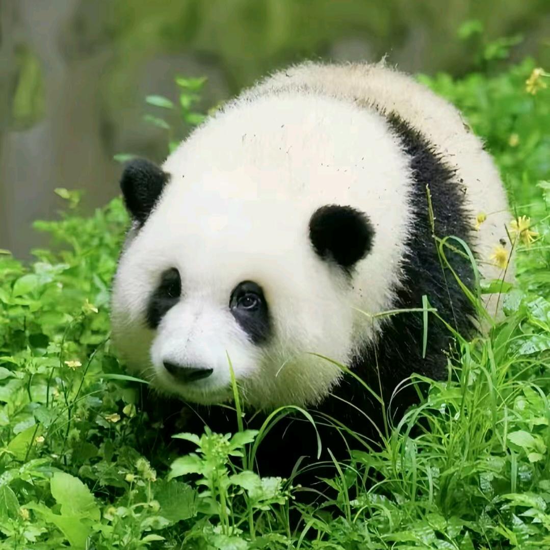 灿鑫奶奶