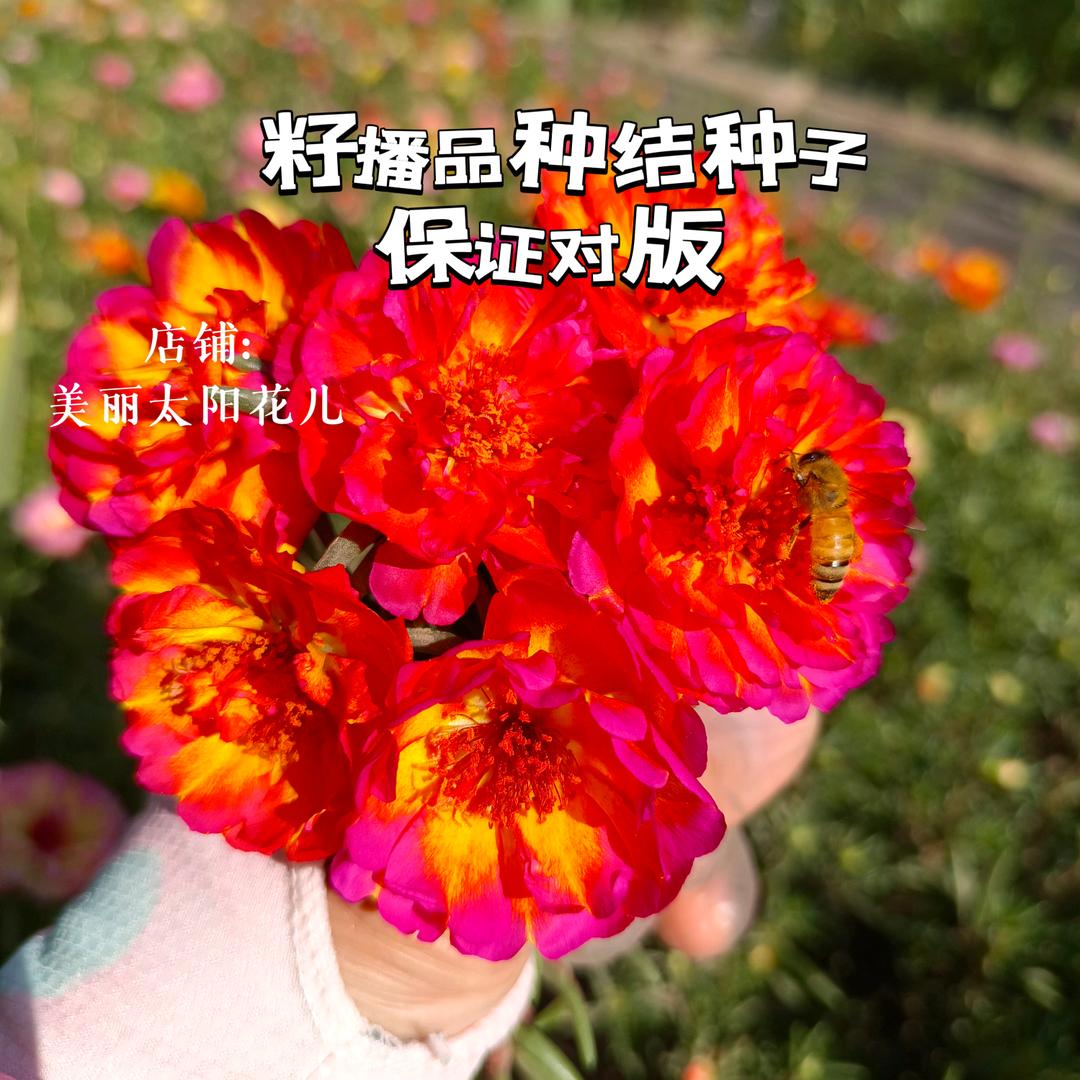 小小花院