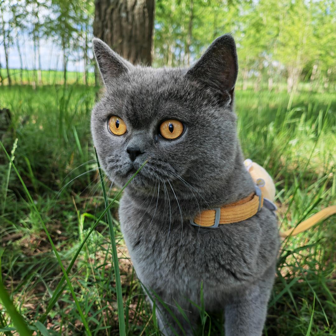 狗子是只猫