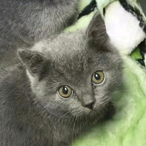 肥波很乖哦(求推荐)