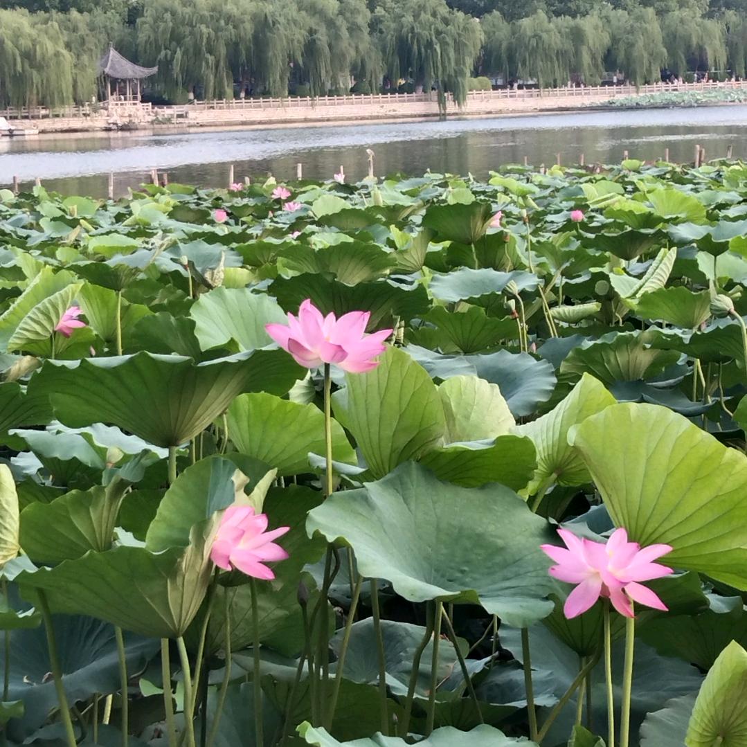 随缘