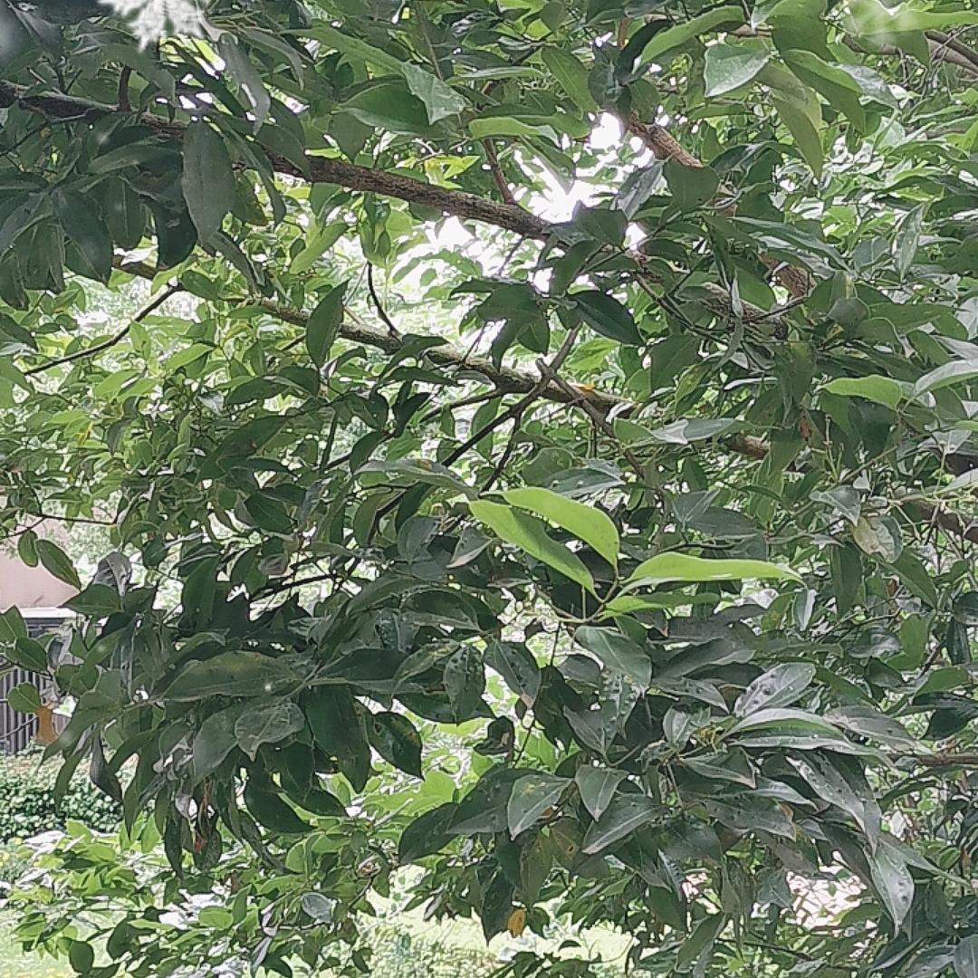 向日葵（鄂川5）