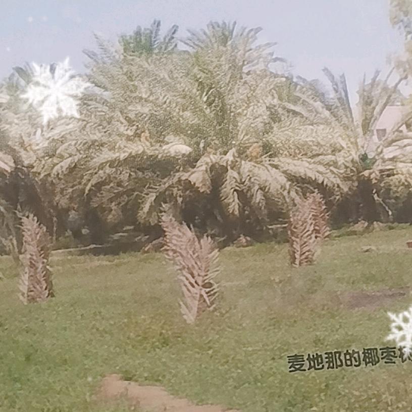 伊光明