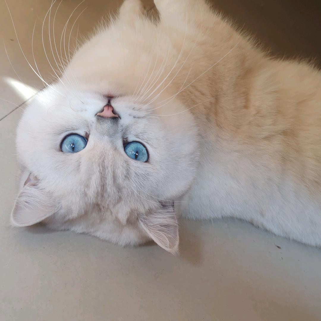 阿燎