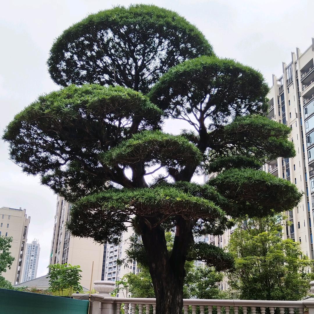 春瓷（力饼嫄  C）