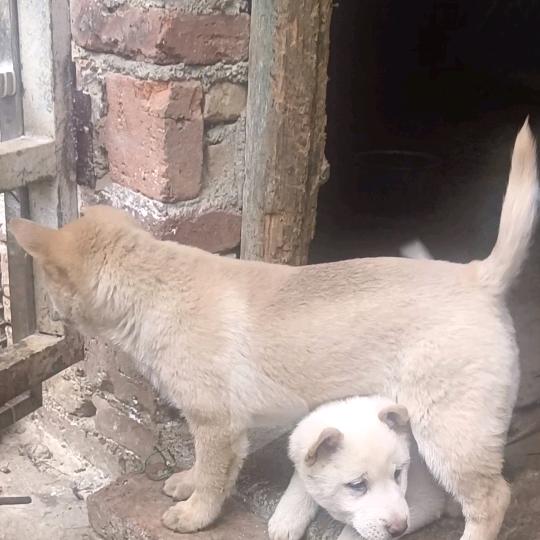 ♪☆中华田园犬