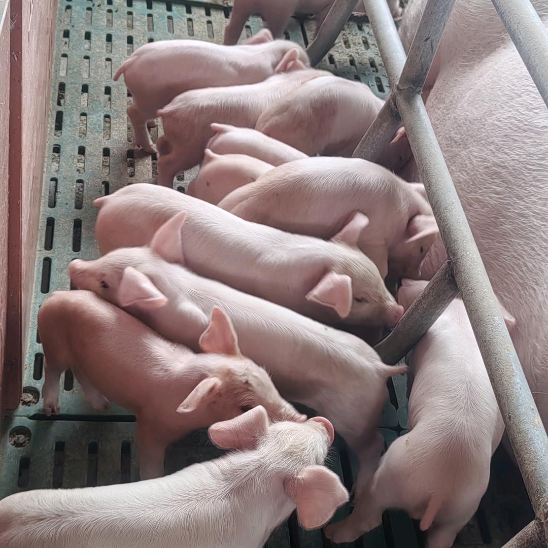 鹏哥的畜宝乐园