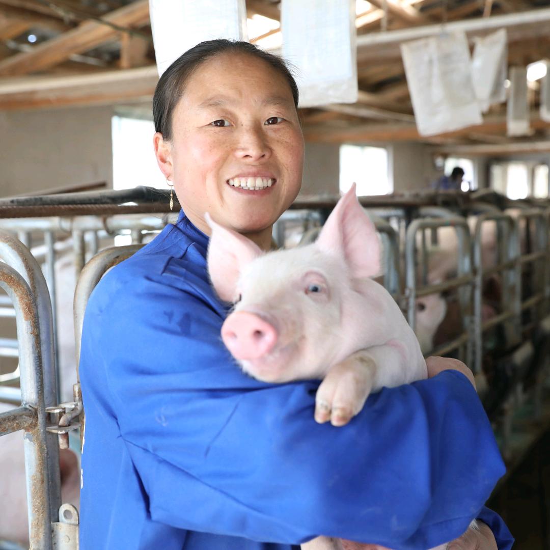 恩施张姐聊养猪