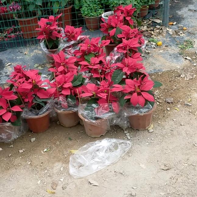 520🌹🌹🌹🌹🌹🌹