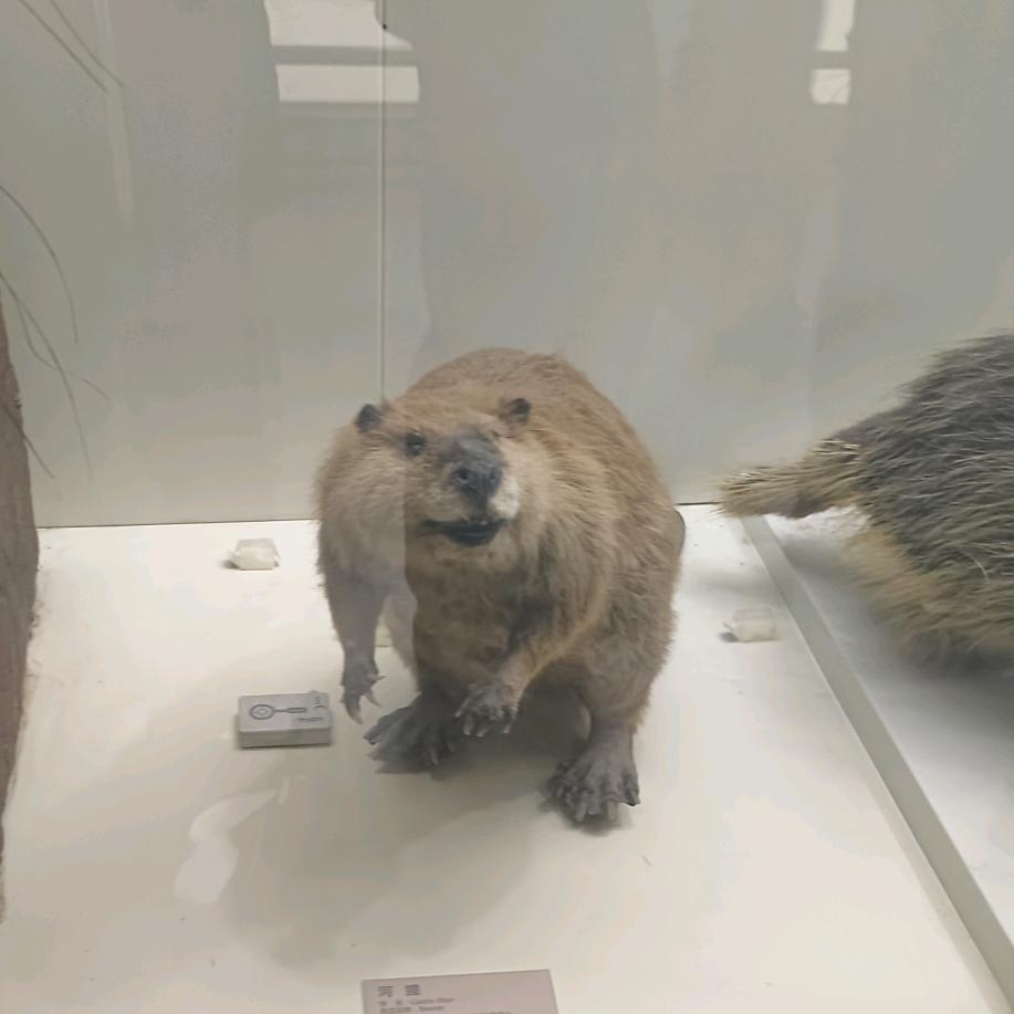 鼠鼠这一生如履薄冰