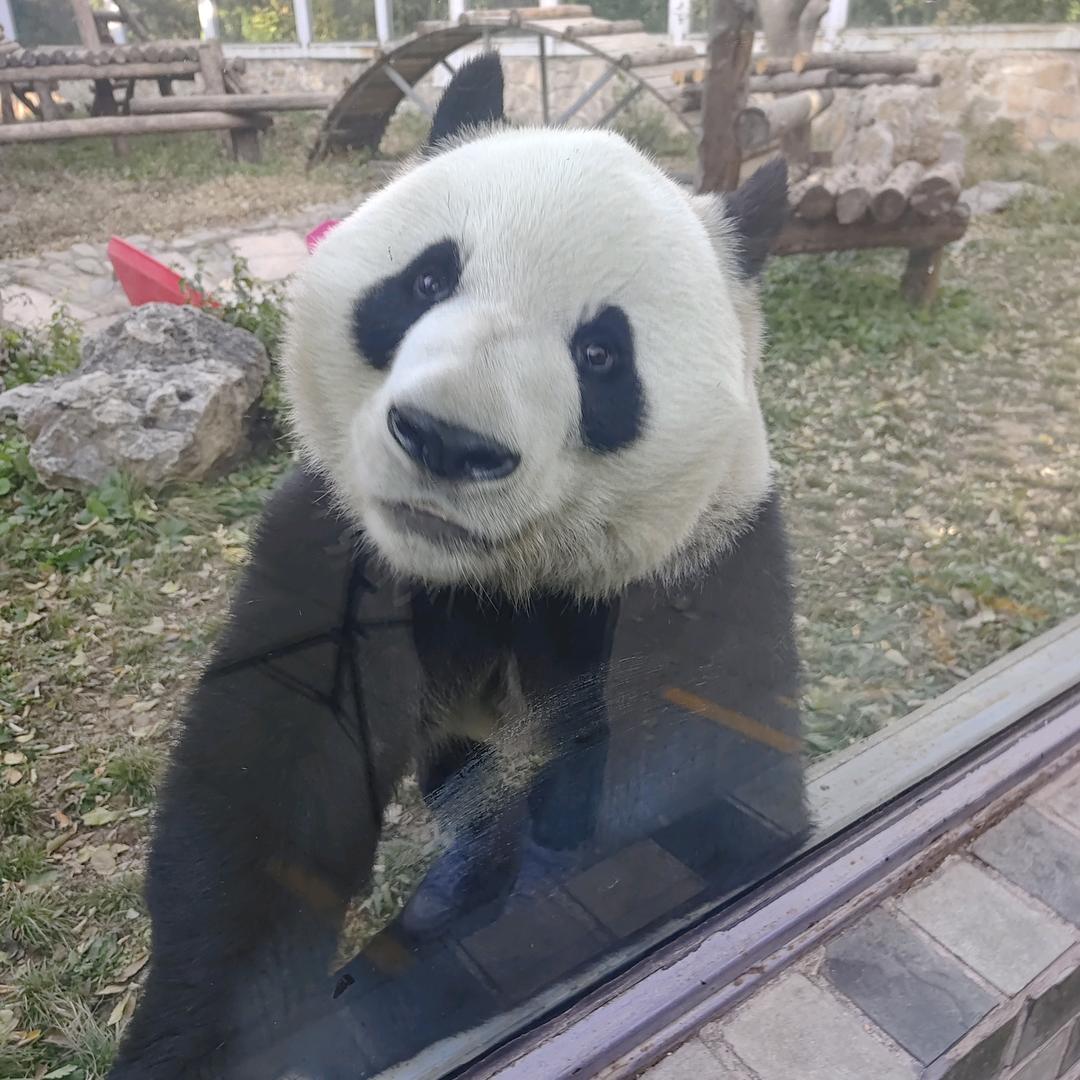 角刀牛