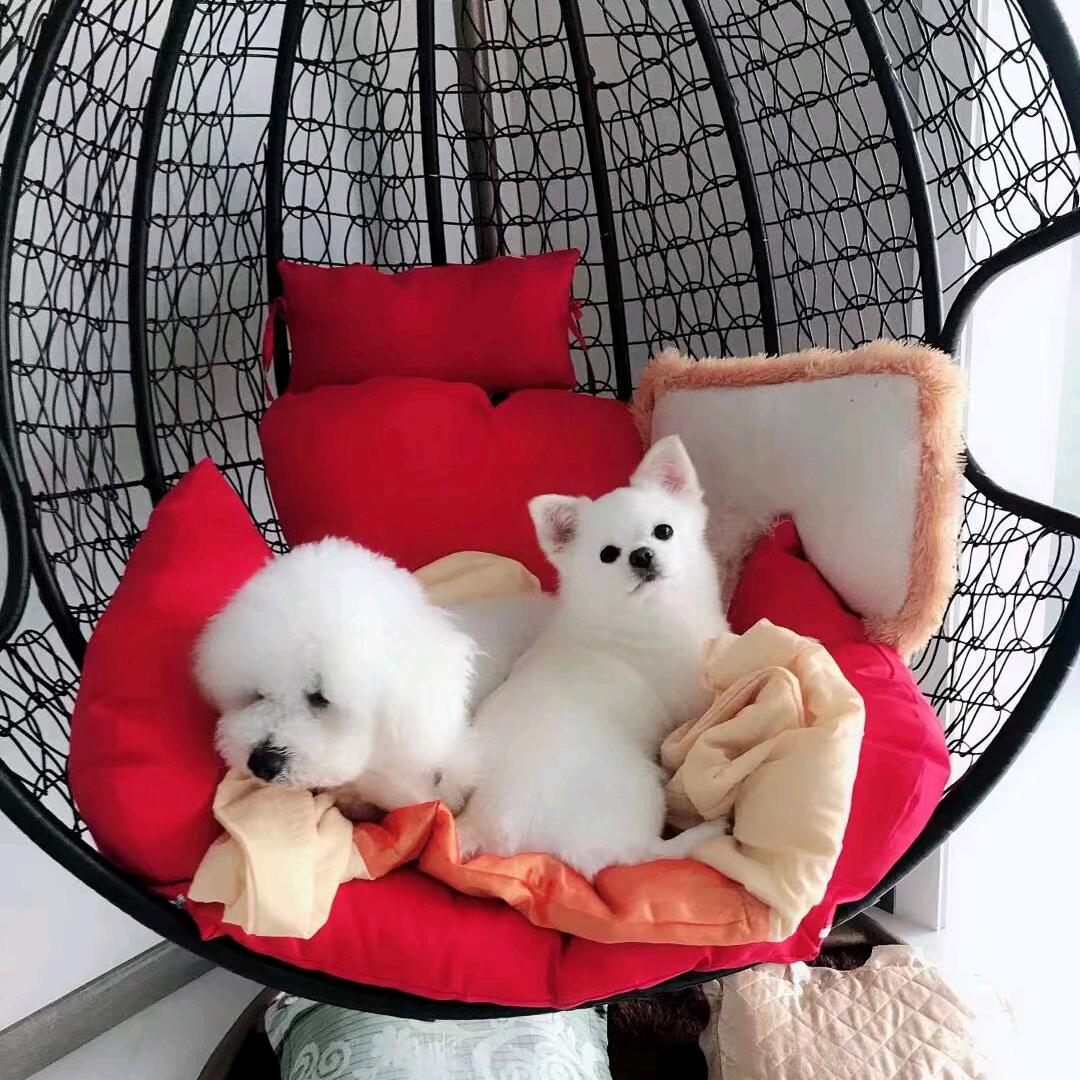 猫尼卡
