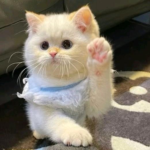 唯爱动物医院（新市店）