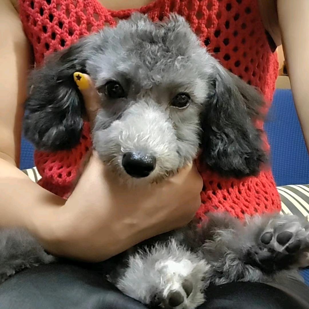 萝萝（羊咩咩）AI