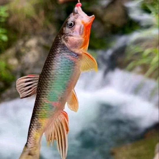 溪流钓小鱼