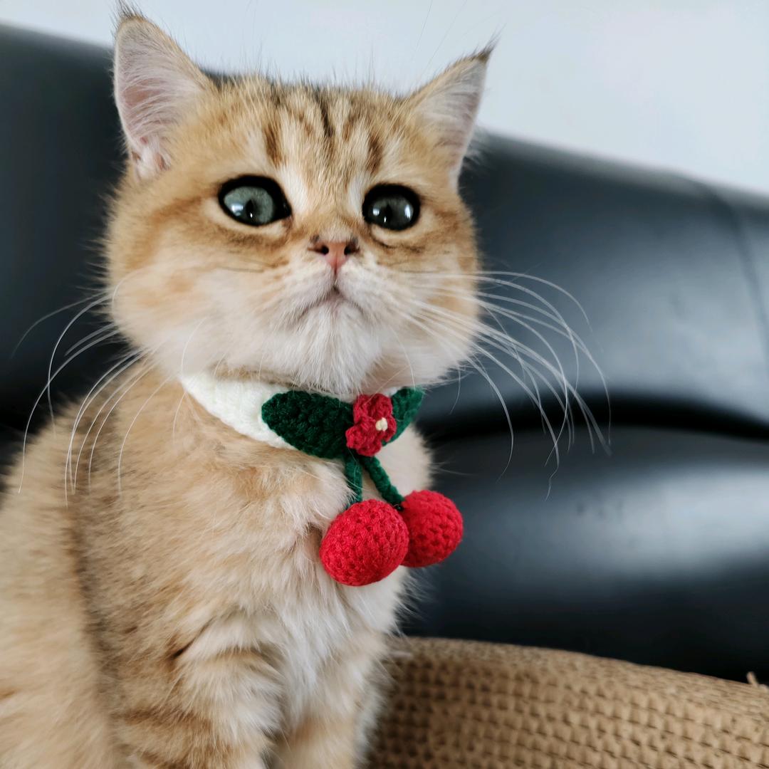 招财猫到家