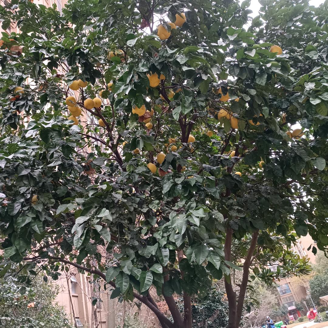用心520