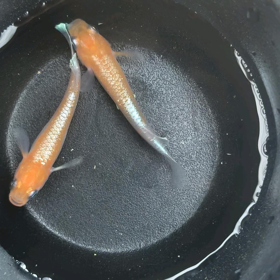 壹品水宠（观背青鳉）