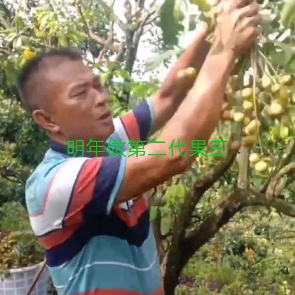 广东东莞荔枝基地