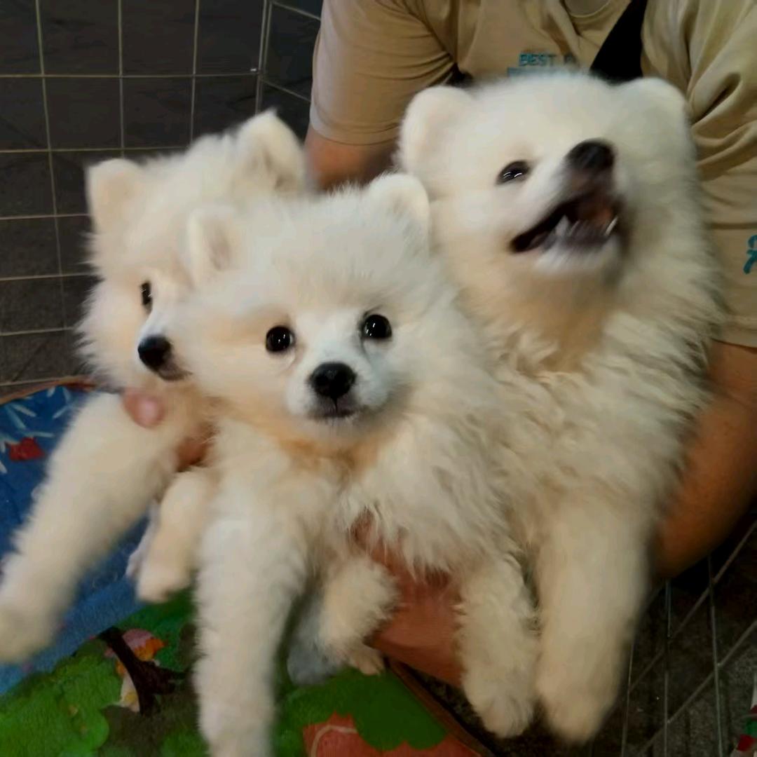 瑞宝犬舍