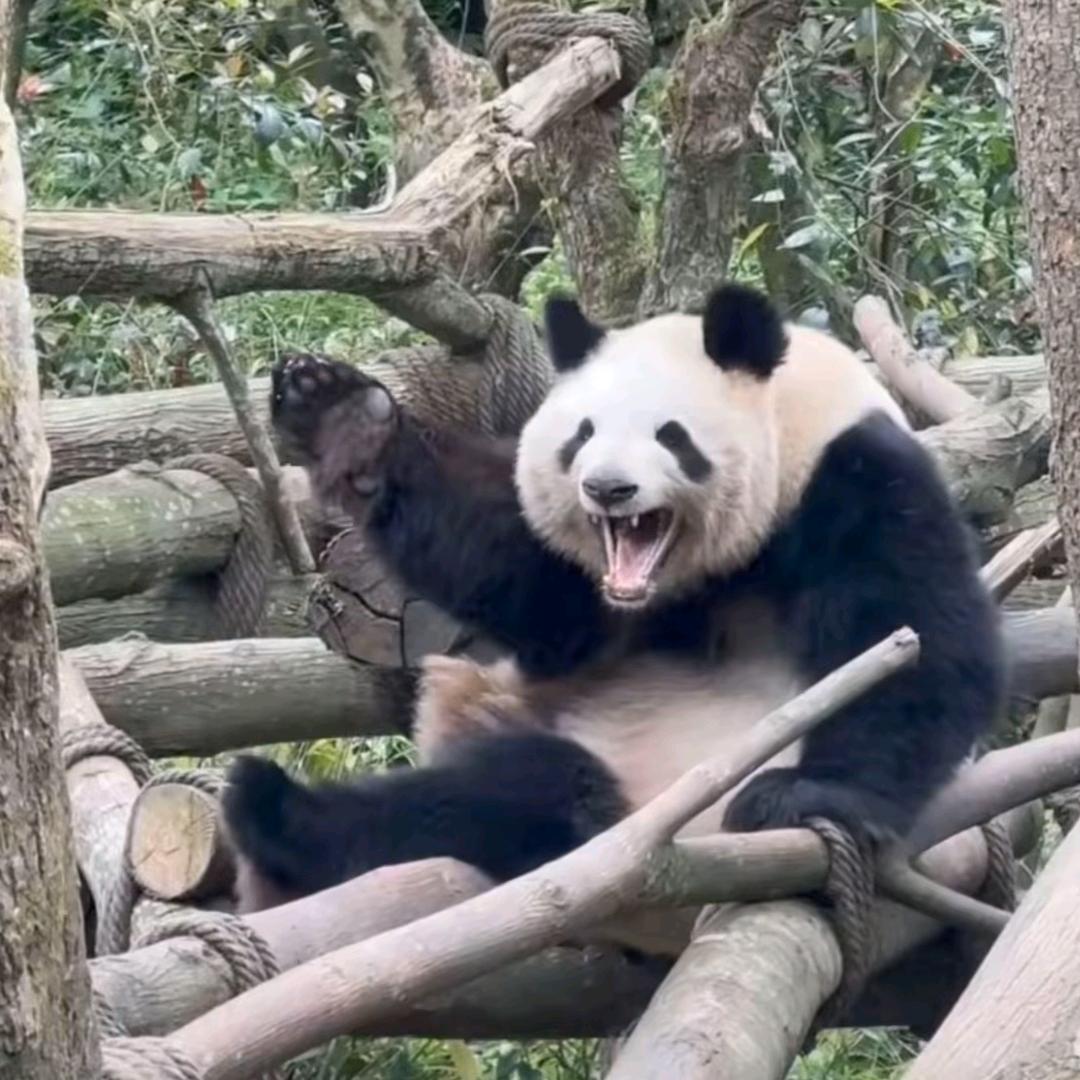 乐子人哈哈哈哈