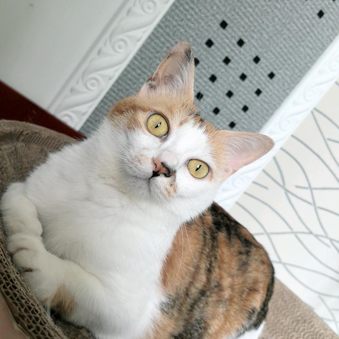 来福是只三花猫