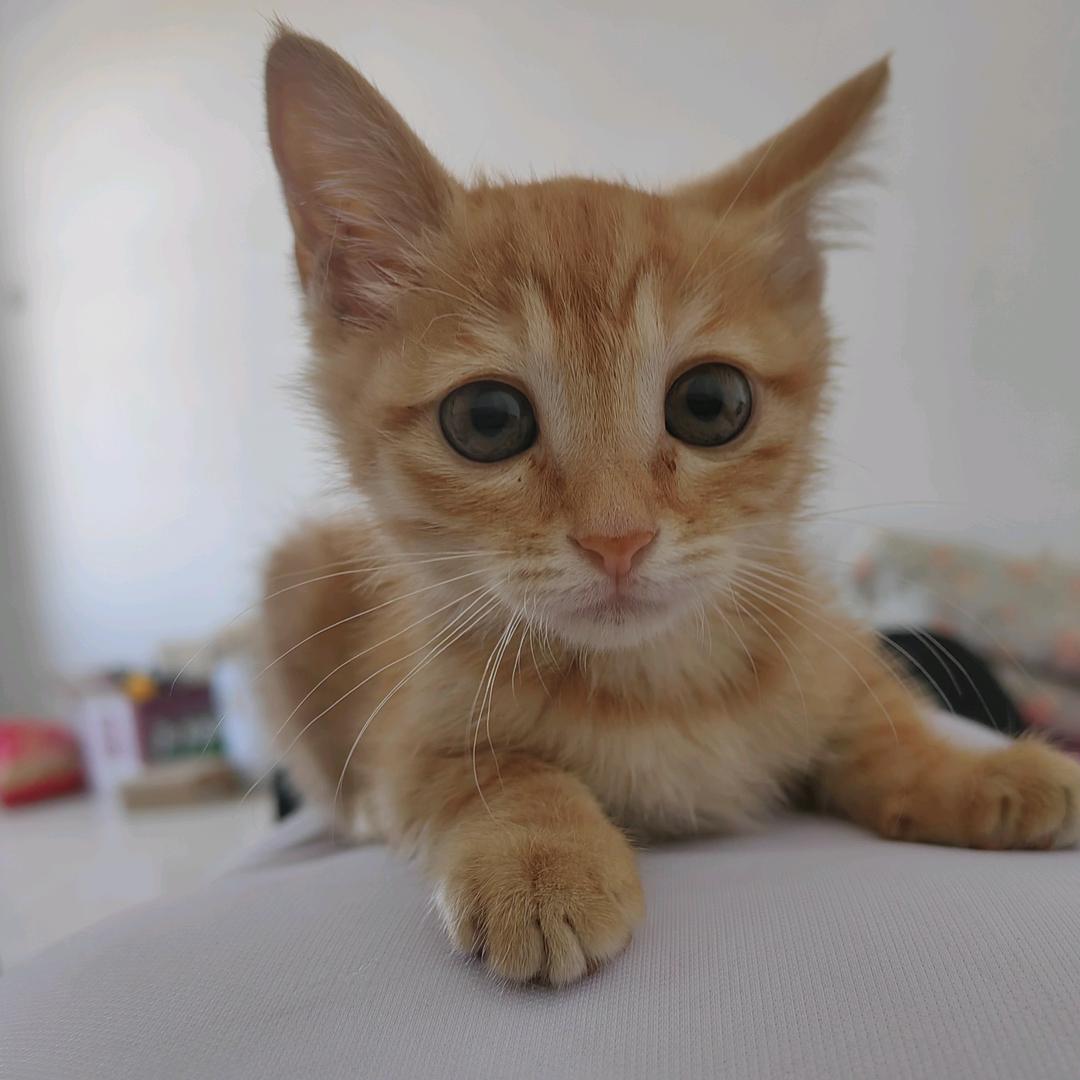 猎奇学社